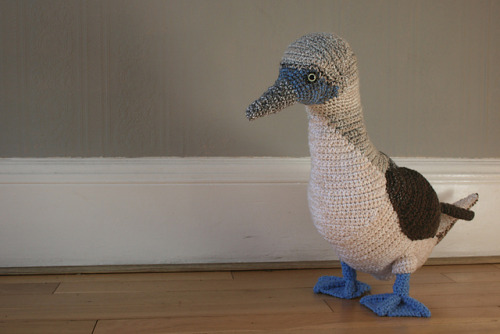 knithacker:She Crocheted a Blue-Footed Booby! wp.me/pjlln-6cc