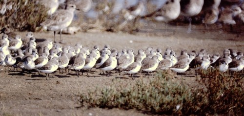 Western Sandpiper (Calidris mauri)© Scott Connop