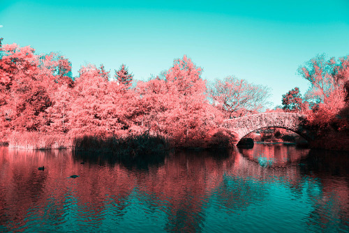 solitaryc: itscolossal: NYC’s Central Park Photographed in Infrared by Paolo Pettigiani Wowww.