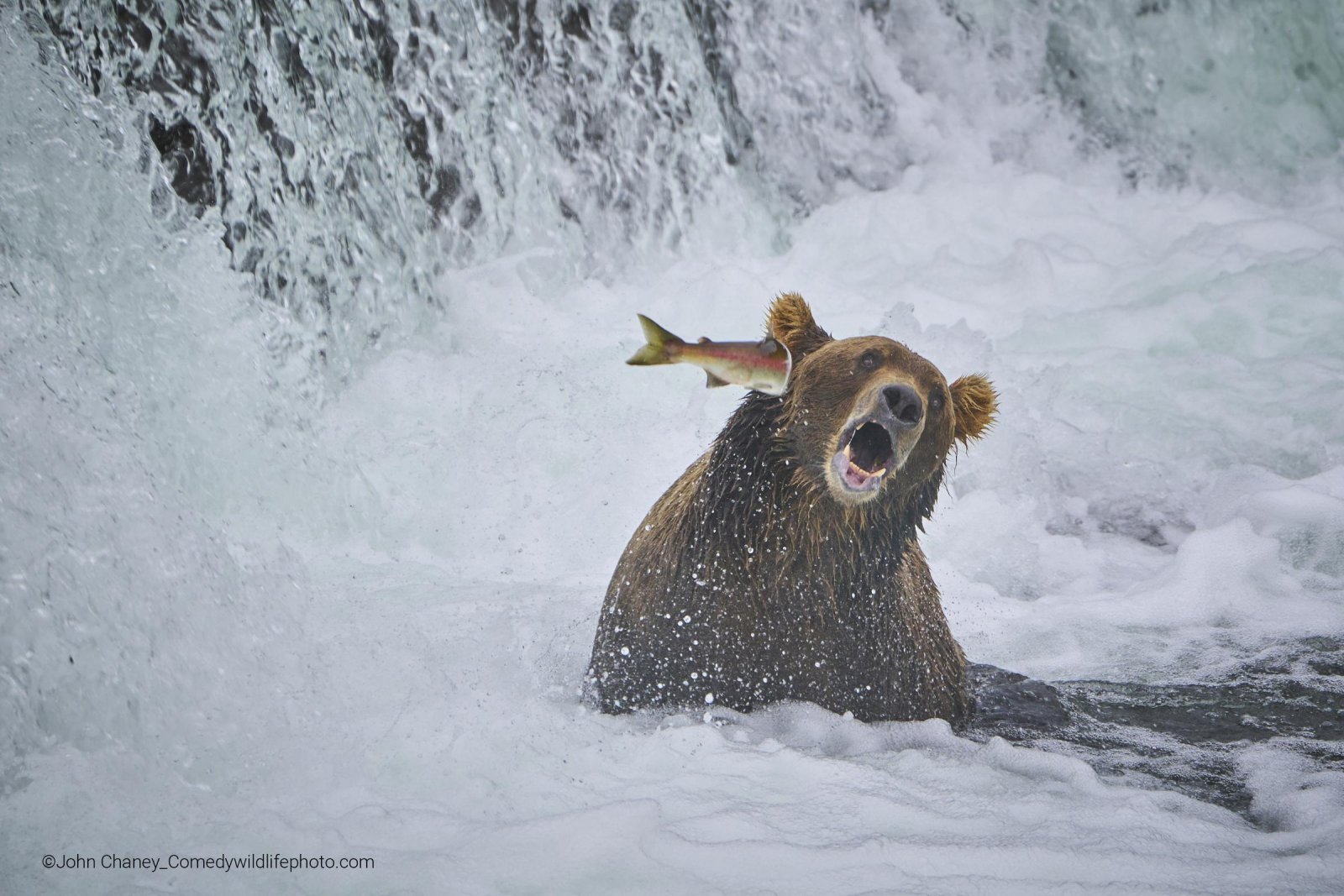 Porn Pics mckitterick:2022 Comedy Wildlife Photography