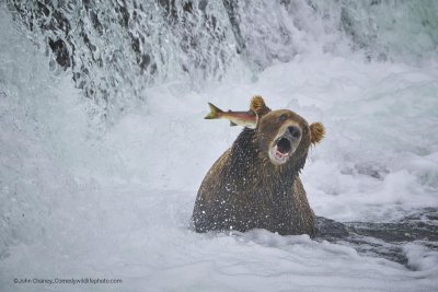 Porn mckitterick:2022 Comedy Wildlife Photography photos