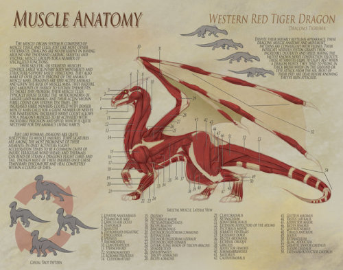 fucktonofanatomyreferences:  A relatively adequate fuck-ton of dragon references. (This contains several types of dragons; this is mainly for inspiration in recognizing the flexibility with creating dragons.)[Note that there are GIFs in this image set;