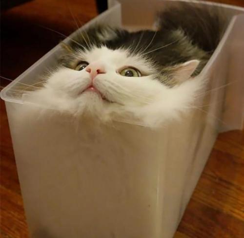 1petulantpanda: primedoverlord: friendly-animals: (Source) “Are cats a solid or a liquid?” The worl