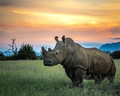 Happy #RhinoFriday shout out from #wildographer & photographic guide @samuelcoxphotography. #Sav