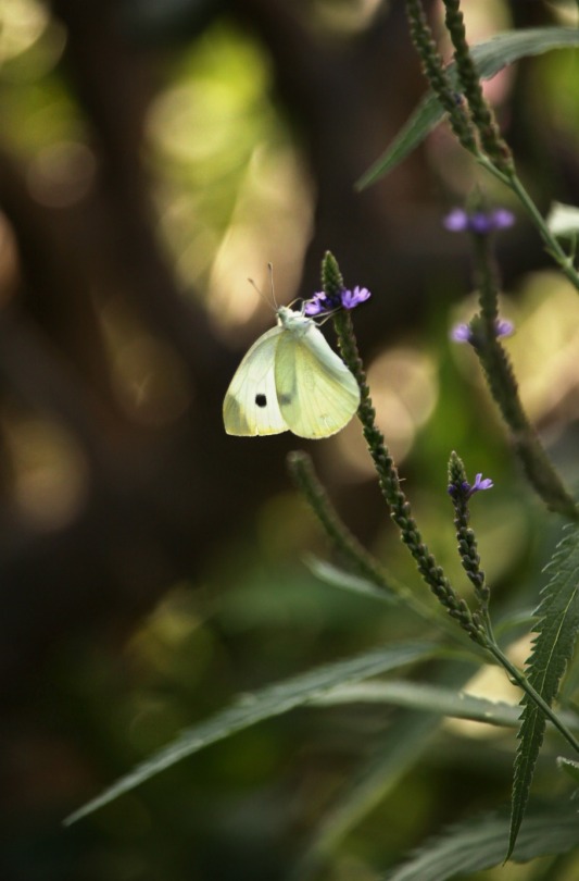 Cabbage White Butterfly