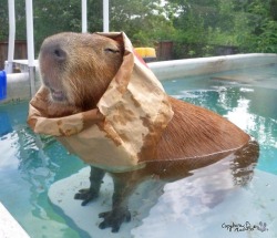 pleatedjeans:  An Ode to the Capybara (15