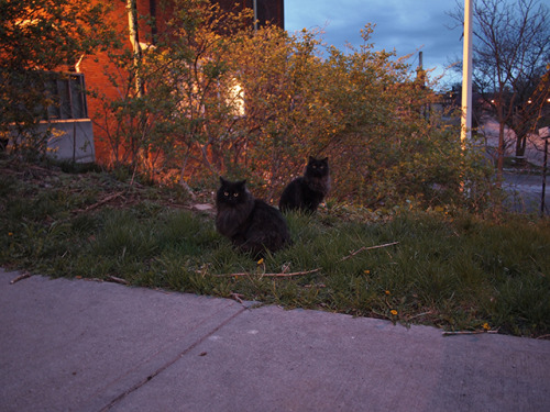 matching street cats