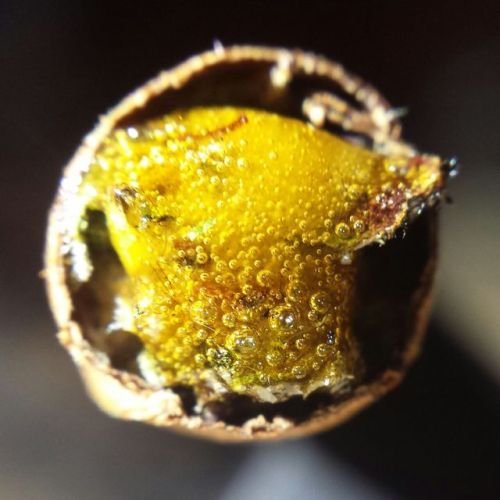 bigbootyblunts:  trboswg:  Blunt toppings porn pictures