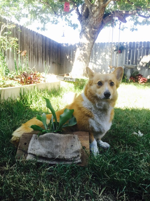 My first Juniper Bonsai tree and replanting my Fern. Templeton was happy to help me!