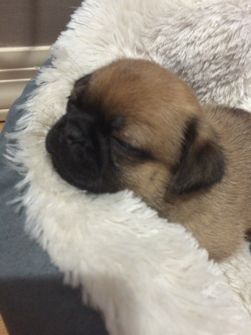 XXX sadfunk:  here’s some pug for ya  photo