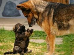 cutepetclub:  He is saying I did not do it