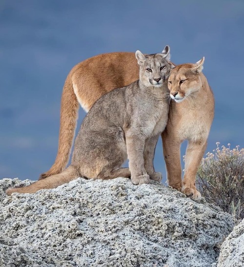 Pumas by © ignacio_yuferaA female Patagonian puma with one of her three grown cubs, on the fringes o