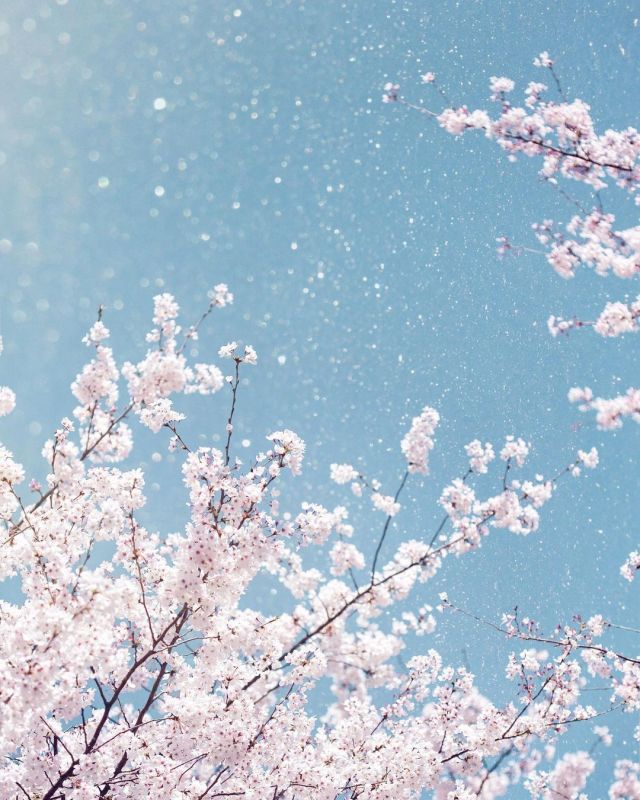 #spring flowers on Tumblr