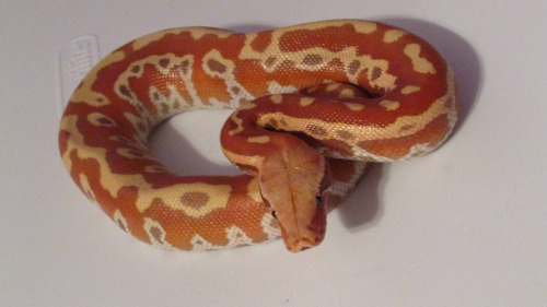 fattynoodles:Jubilee, T+ Albino Cherry, Python brongersmai. She wasn’t particularly happy about ha