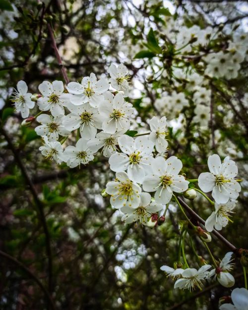 Цветущая вишня #beautiful #flowers #trees #green #blooming #spring #sky #sakura #cherryblossom #cher