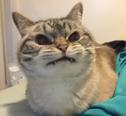 i-dont-need-feminism:  THIS CAT IS A VAMPIRE  (Peacekitty isn’t; he has a broken tooth!) 