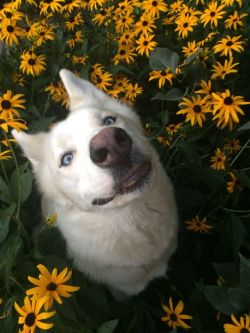 furything:  thanks for smashing the flowers