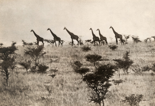 A herd of aligned giraffes walk across savanna grass in Africa, May 1910.Photograph by A. Dugmore, N