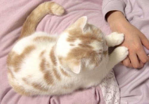 You If You Were A Cat Imo