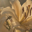 golden444lilies