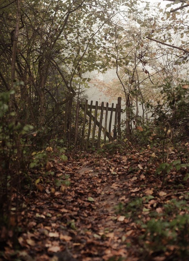 snowy-autumnal-kisses: 🍃 🌳 Imagine going for a walk in the woods and it leads