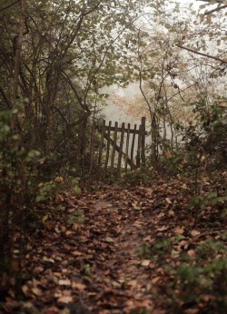 snowy-autumnal-kisses: 🍃 🌳 Imagine going for a walk in the woods and it leads you to this gate but you don’t know where this gate leads so you don’t know if you should go through it or walk back home 🍃 🏡