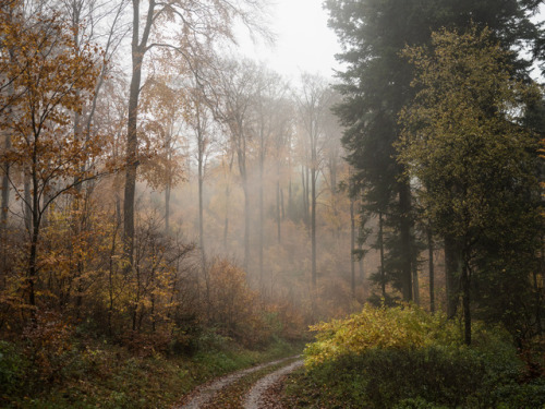 florianpainke:17/11/11-54 – chasing the fog