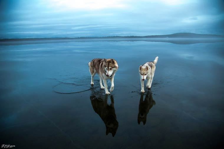 asylum-art:Two Siberian Huskies on a frozen lakeWhen two Siberian Huskies go for