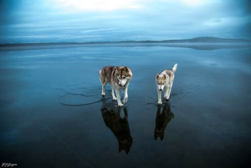 automatic-bazooti:  asylum-art:  Two Siberian Huskies on a frozen lake When two Siberian Huskies go for an adventure on a frozen lake, a beautiful series of images captured by the Russian photographer Fox Grom. A pretty surreal vision!  scottielee 