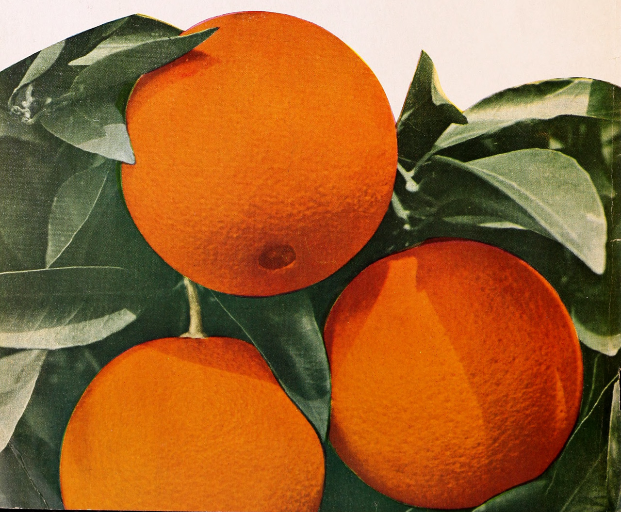 “Robertson navel oranges.” Armstrong Nurseries. 1939. Internet Archive #oranges#fruit#garden catalog#gardening catalogue#nemfrog#1939#1930s