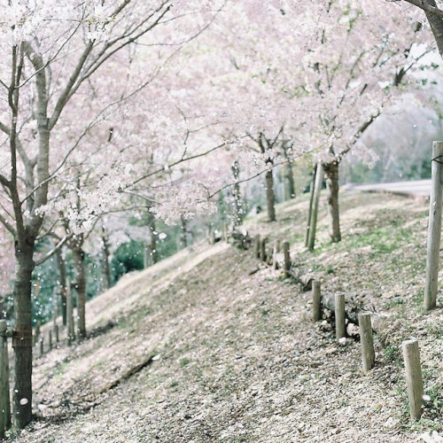 舞うように by fumib on Flickr.