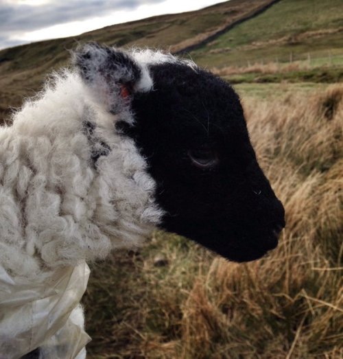 pagewoman:Beautiful Swaledale Lambby Amanda Owen