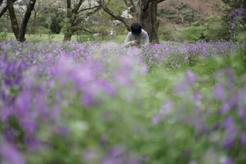 桜に会いに行ったらチューリップも咲いていて ムラサキハナナと菜の花も咲いていて 昭和記念公園は春爛漫でした。 お友達のダックスちゃん。 いつもお洒落で可愛いです。 カメラ目線ありがとう♡