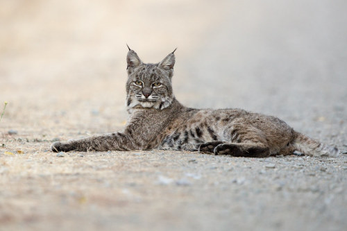 Bobcat by wlb393 Livermore, CA https://flic.kr/p/2hZpHRw