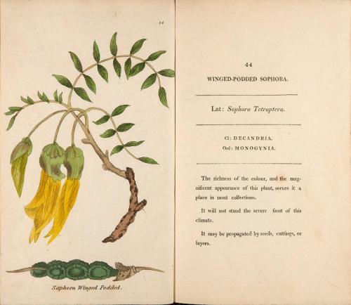 A few more botanical illustrations taken from ‘Fifty Plates of Green-house Plants’ by Henrietta Mari