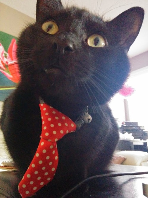 catsbeaversandducks:Successful Business Cats Who Have a Message for You“Bad news. I need you to work on Caturday.”Photos via Cats in Business Attire