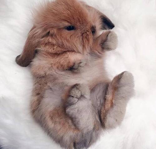 Hi I'm Rosie