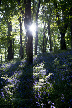 satakentia: Welsh bluebell woodSnowdonia,