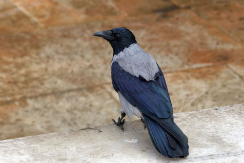 Hooded Crow (Corvus cornix) &gt;&gt;by Alexxx Malev