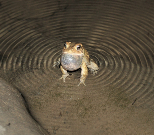 bufobufobufo: toadschooled: A very powerful American toad creates ripples in water with his call. [A