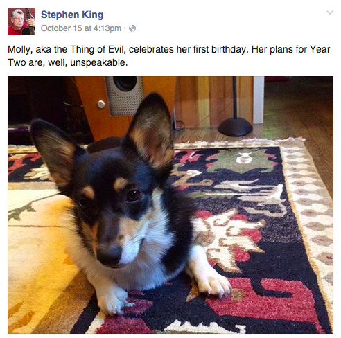 heqaiitw:  A quick reminder for everyone that the infamous Stephen King, who authored dozens of pants-shittingly terrifying horror novels, screenplays, and short stories, has a small corgi puppy named Molly and posts pictures and cute little blurbs about