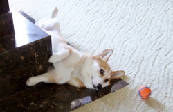 omelettethecorgi:“Can I help you?”