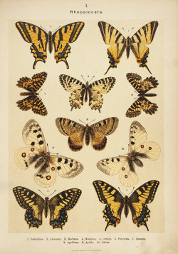 sovietpostcards:  Encyclopaedia of Butterflies (1897)