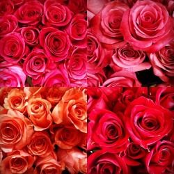 Roses  (at Antioch, California) https://www.instagram.com/p/Bouda-Fgz3S/?utm_source=ig_tumblr_share&igshid=1kdqtqoypq9zx