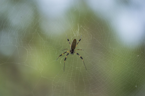 Golden Silk Orb-Weaver/Banana Spider Nephila One thing I miss from living in Florida… All the