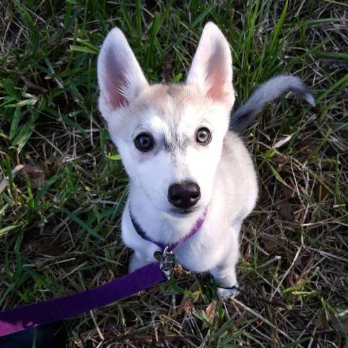 She’s honestly prettier than me. Such a gorgeous little girl. #husky #huskypuppy #malamute #ma