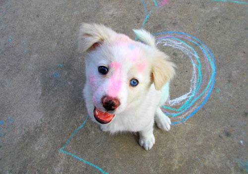 theloudestlibrarian: myladyfire: Ghost rolled in some sidewalk chalk. It’s name is Ghost. Oh m