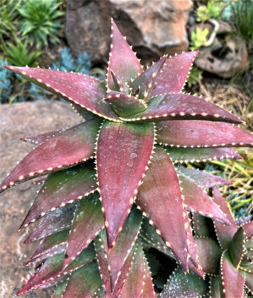 Aloe pearsonii × distansI made this hybrid many years ago, trying to capture the reddish leaves and 