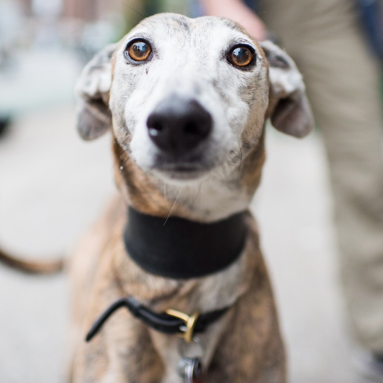thedogist:  Jonesy, Greyhound (9 y/o), 21st &amp; 1st Ave, New York, NY