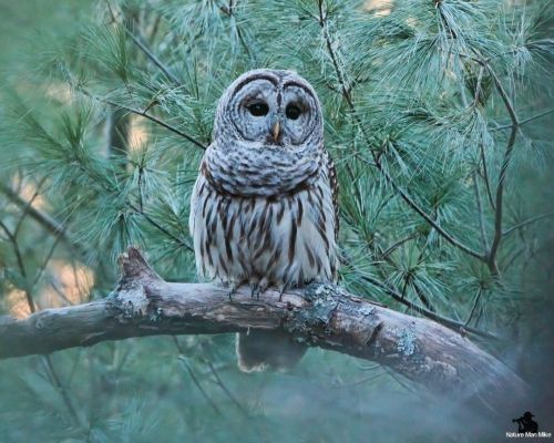 Barred Owl.Went for hike around sunset and as I was walking, I heard the Owl calling. It’s t